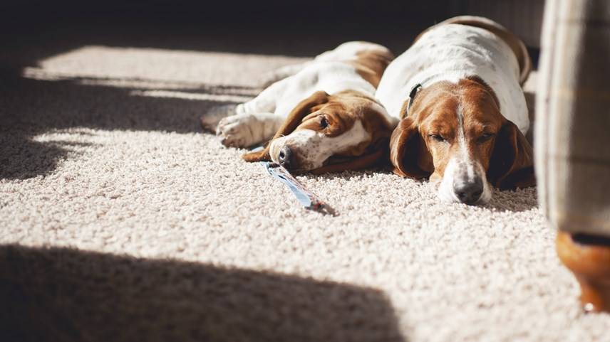 dogs on carpet